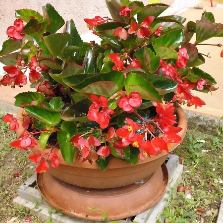 شقة فندقية Le Motte كاستيلّو دي غوديغو